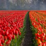prendre soin des tulipes