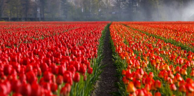 prendre soin des tulipes