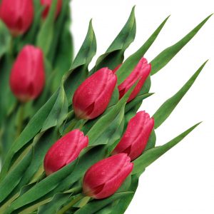 Tulipe rouge