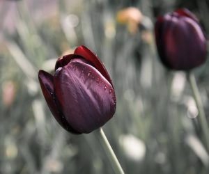Tulipe rouge foncée
