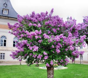 Lilas arbuste