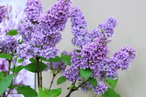 Lilas mauve