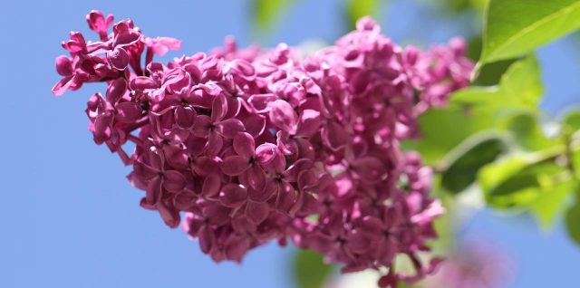 planter du lilas