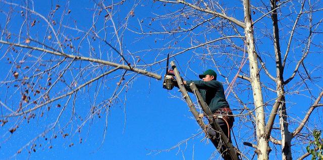 Étêter un arbre