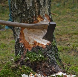 Couper un arbre