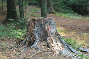 Aouche d'arbre