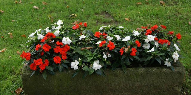 Jardinière de fleurs