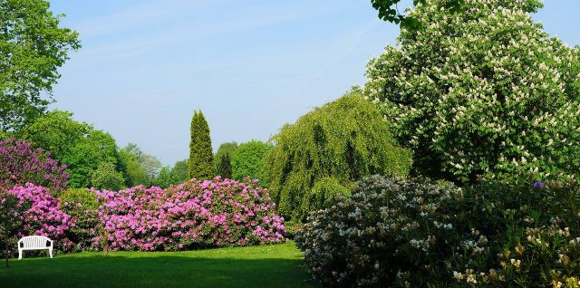 Rhododendron