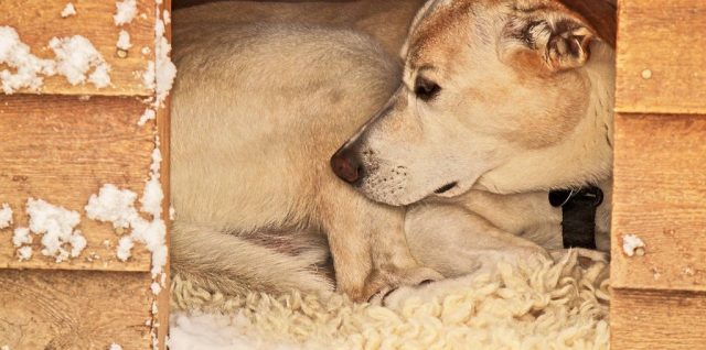 Construire une niche à chien