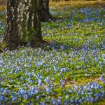 Entretenir ses arbres