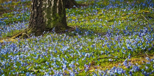 Entretenir ses arbres