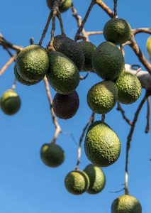 Entretenir un avocatier