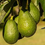 Entretenir un avocatier