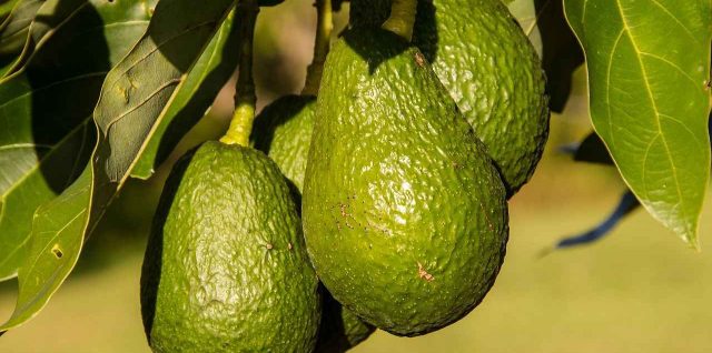 Entretenir un avocatier