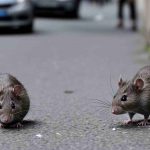 Se débarrasser des rats dans une maison