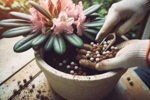 Rhododendrons en pot