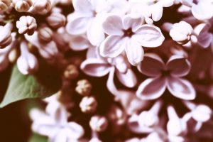 Lilas du Japon rose