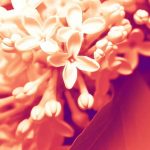 Lilas du Japon rouge