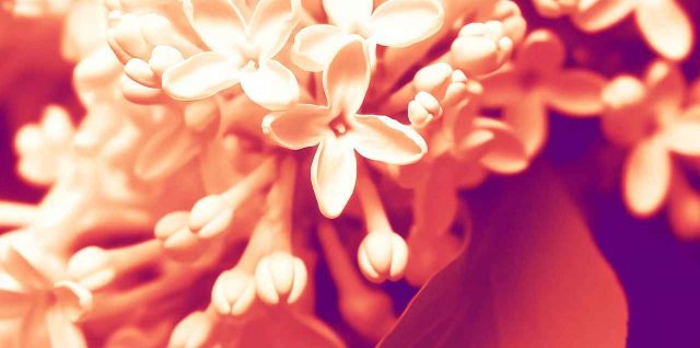 Lilas du Japon rouge