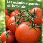Comment traiter les parasites et maladies des tomates