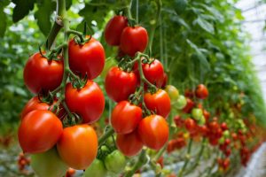 Prévenir les maladies des tomates