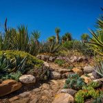Comment cultiver des plantes exotiques chez vous ?