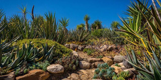Comment cultiver des plantes exotiques chez vous ?