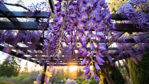 Lilas du Japon : la floraison printanière la plus attendue