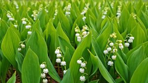 Muguet : le parfum délicat du renouveau