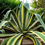 Plantes extérieures : 8 variétés faciles à cultiver