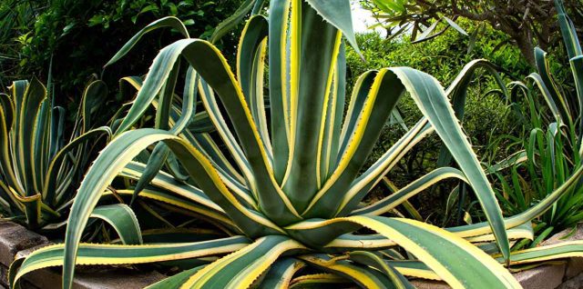 Plantes extérieures : 8 variétés faciles à cultiver