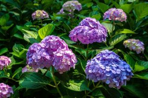 Plantes extérieures résistantes