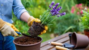 La lavande : une touche provençale dans votre jardin parfumé
