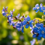 Céanothe : l’arbuste aux fleurs bleues, un atout charmant