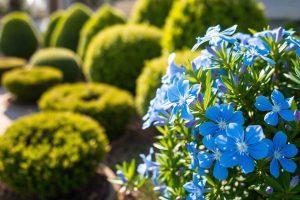 Résistance climatique et soin de votre lilas de Californie