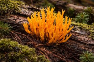 Champignon orange Calocera viscosa ressemblant à un petit corail poussant sur un tronc de conifère en décomposition. Ses branches fines et colorées émergent du bois humide au milieu de la mousse forestière. Une illustration parfaite pour reconnaître ce champignon lignicole fréquent