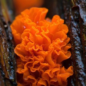 Champignon orange sur du bois mort