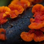 Champignon orange sur bois mort : faut-il s’inquiéter ?