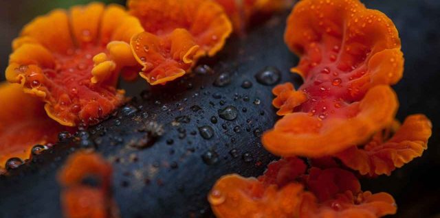 Champignon orange sur bois mort : faut-il s’inquiéter ?