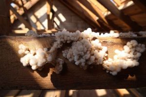 Photos de mérule sur une poutre