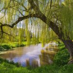 Planter un saule pleureur dans votre jardin