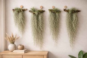 Utilisation décorative des tillandsias - Support en bois flotté