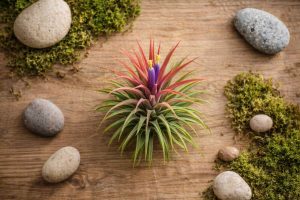 La tillandsia, la plante qui pousse sans terre