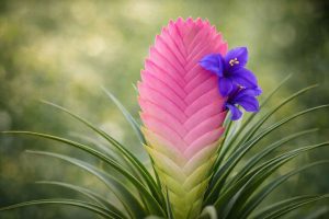 Tillandsia raquette - tillandsia cyanea - tsilandia