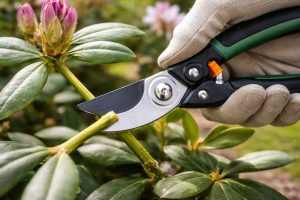 Technique de bouturage du rhododendron avec coupe d'une tige pour multiplication de la plante
