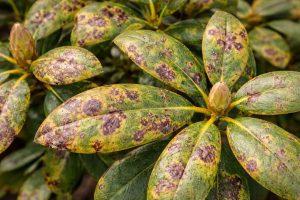Feuilles de rhododendron présentant des taches dues à une maladie fongique observée en gros plan