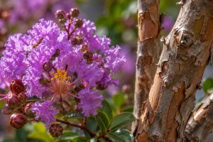 Un gros plan sur les fleurs du lilas des Indes, mettant en avant la beauté et la complexité de ses pétales colorés, ainsi que la texture unique de son écorce. Idéal pour apprécier la délicatesse de cette plante